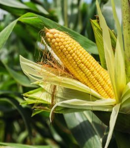 Speciality Liquid Fertilizers