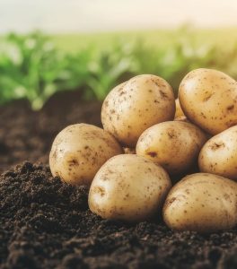 Water Soluble Fertilizer